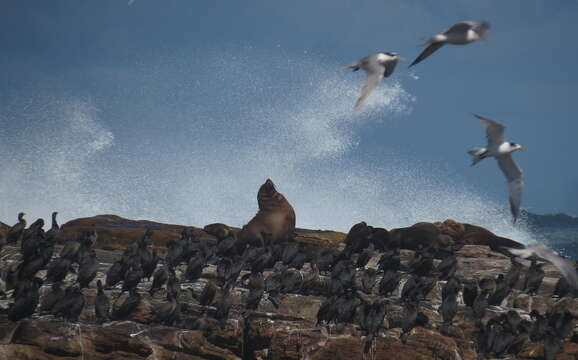 Image of Cape fur seal