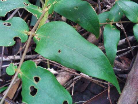 Image of Ripogonum fawcettianum F. Muell. ex Benth.