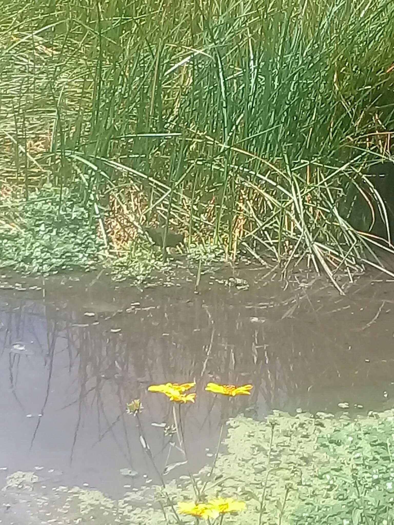 Image of Plumbeous Rail