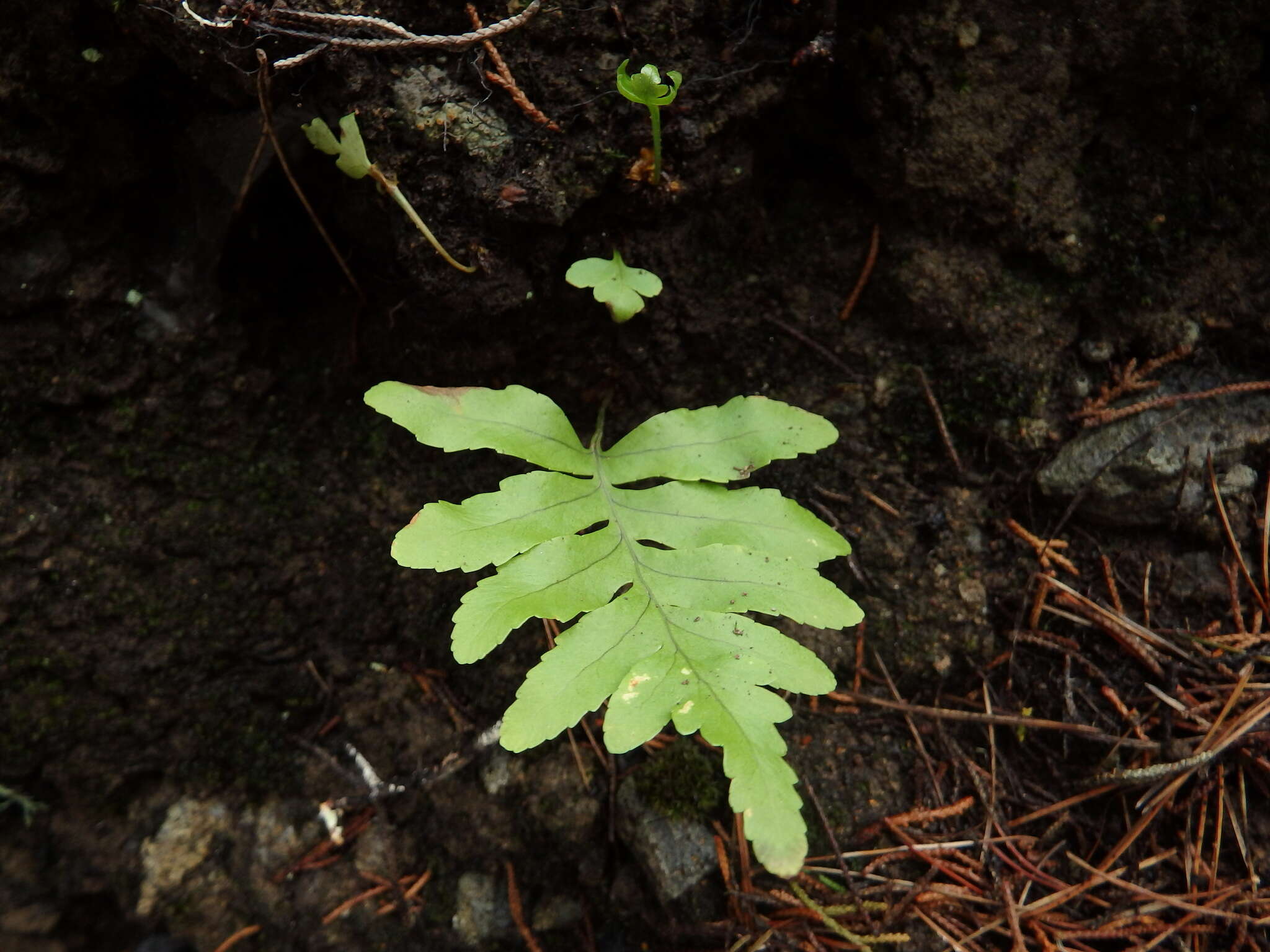 Plancia ëd Polypodium macaronesicum subsp. macaronesicum