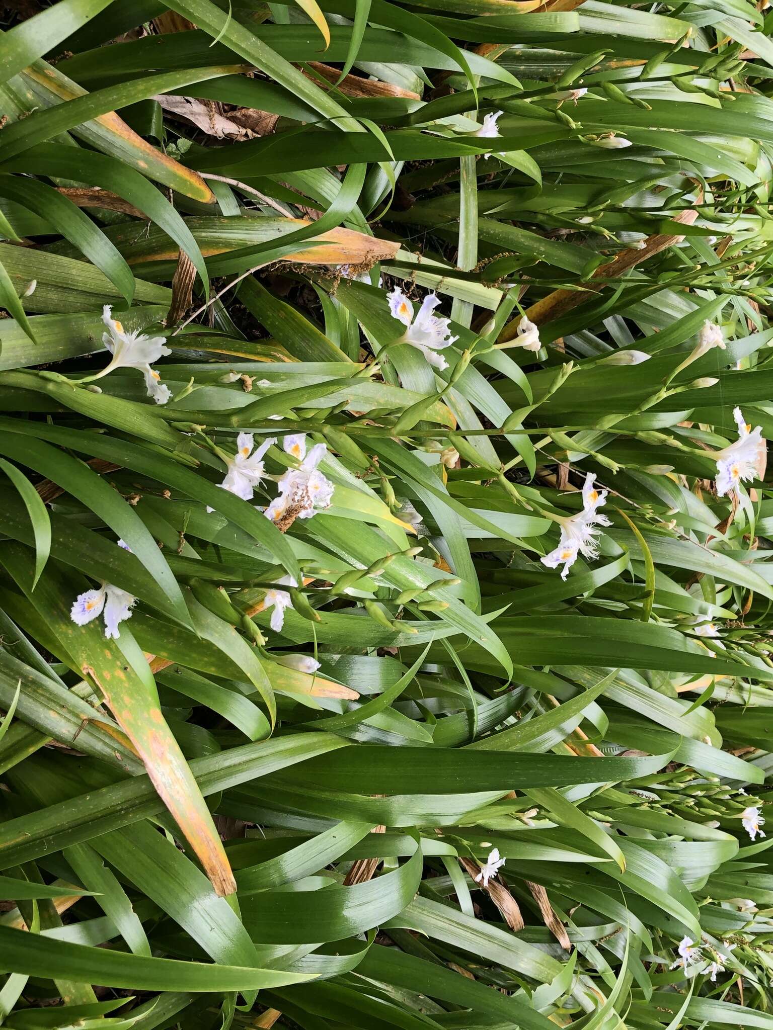 Image of Fringed iris