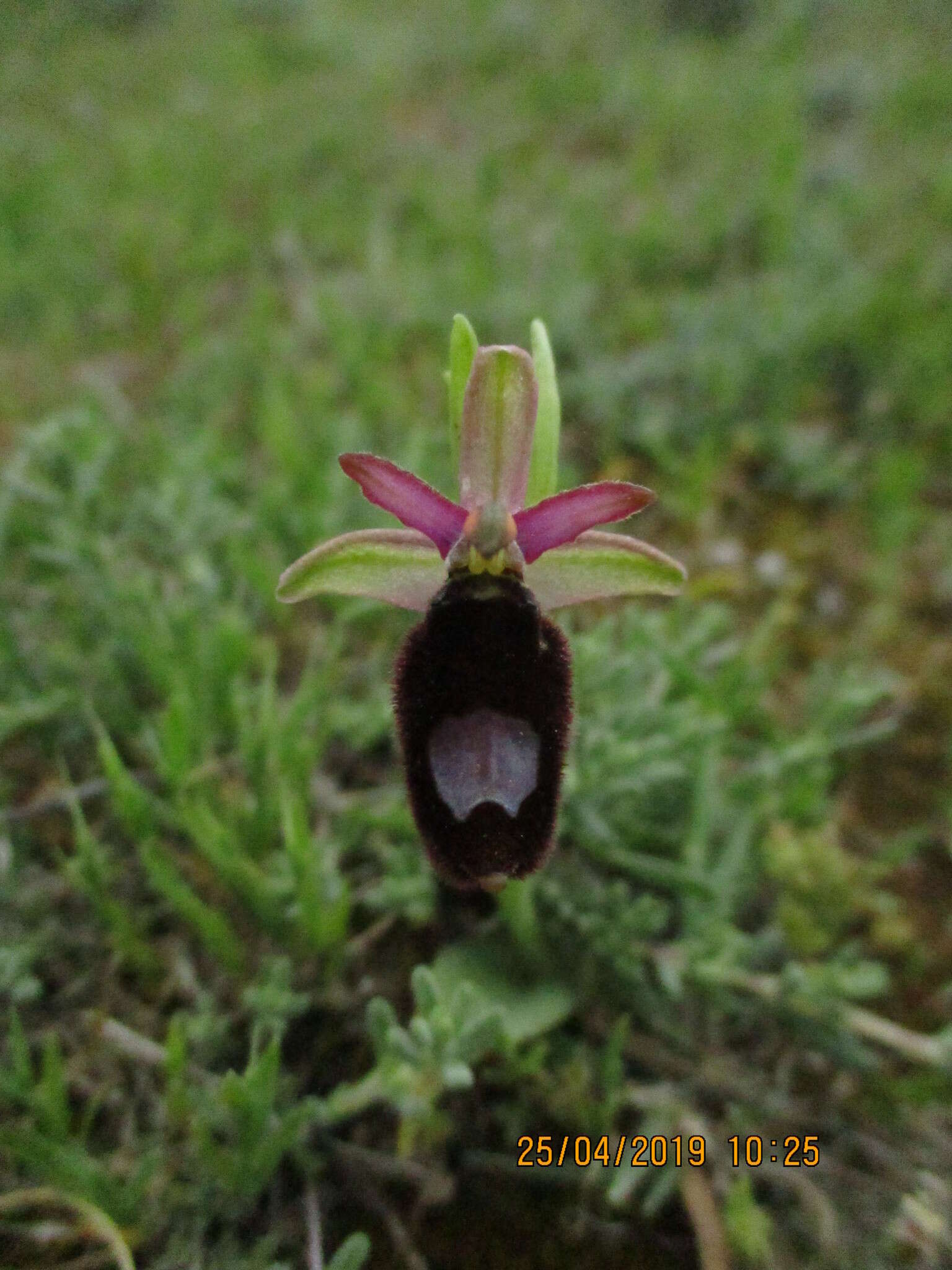 Image of Bertoloni's Ophrys