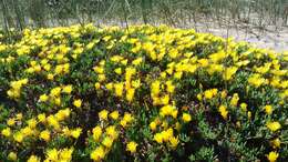 Image of Lampranthus explanatus (L. Bol.) N. E. Br.