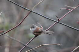 Image of Grey-hooded Parrotbill