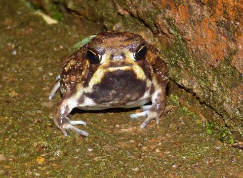 Image of Common Rain Frog