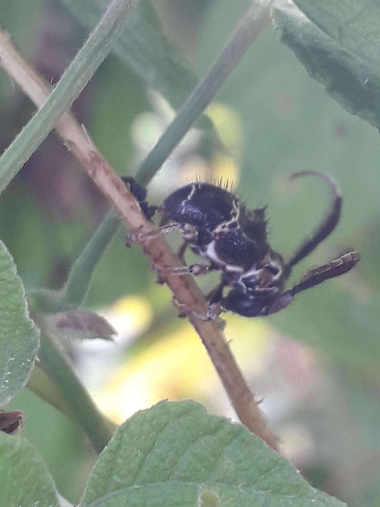 Image of Tessarecphora arachnoides centralis Monné 1980