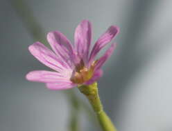 Image de Epilobium brachycarpum Presl