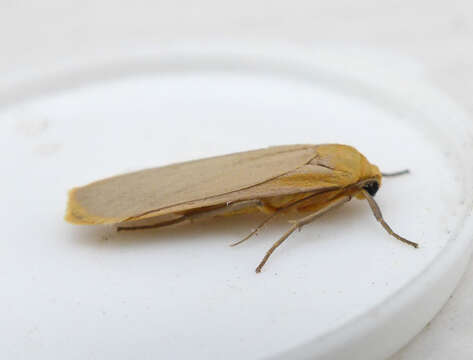 Image of buff footman