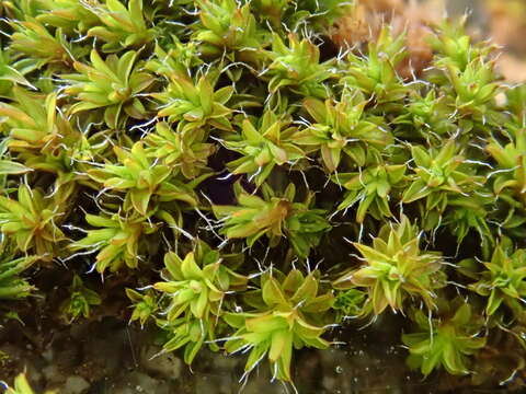 Image of Syntrichia virescens Ochyra 1992