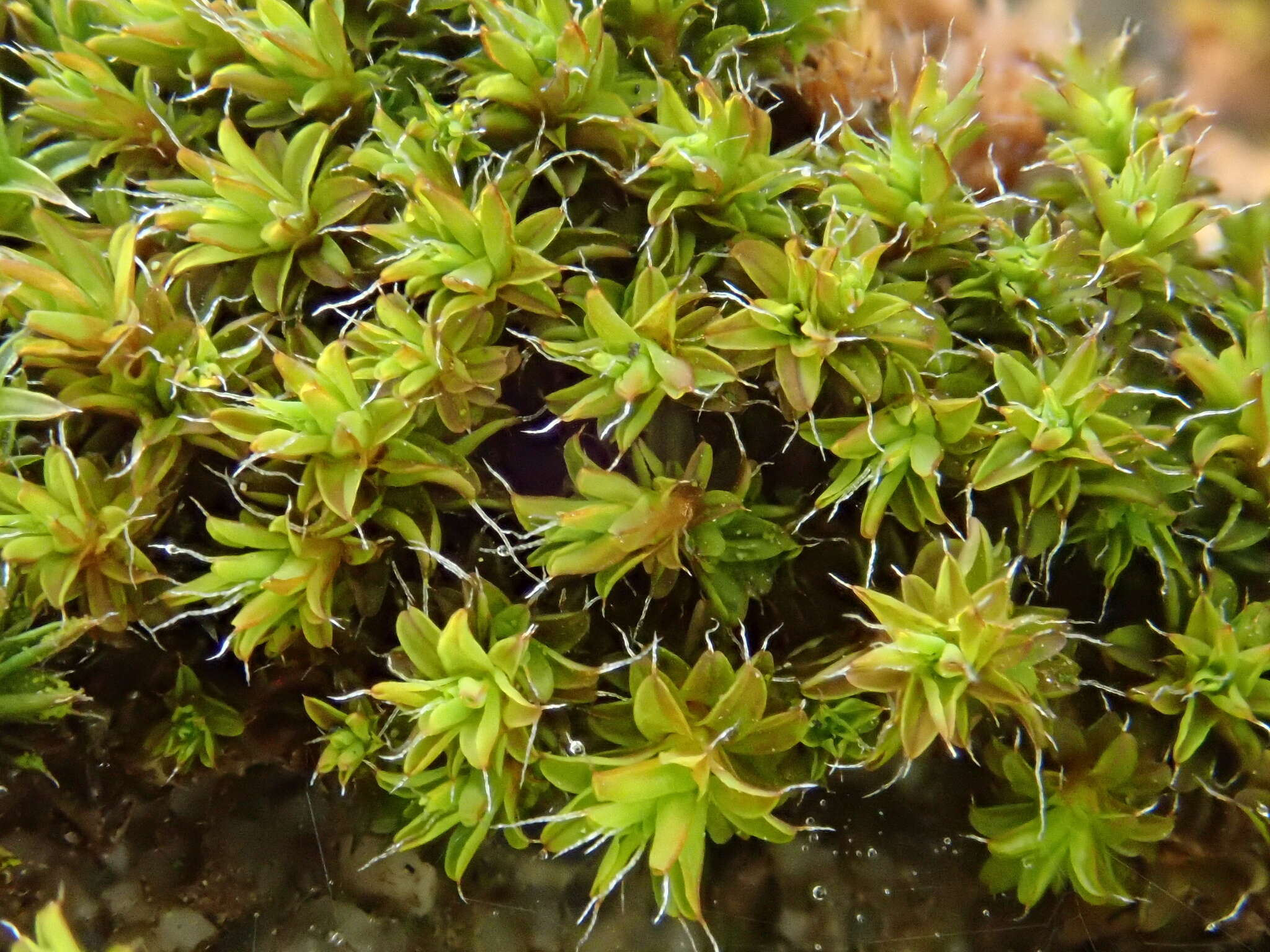 Image of Syntrichia virescens Ochyra 1992