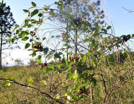 Image of Mucuna coriacea Baker