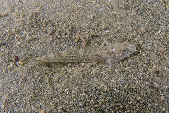 Image of Exquisite goby