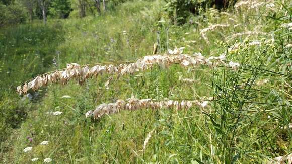 صورة Melica altissima L.