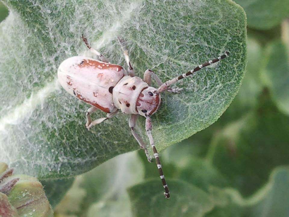 Image of Tetraopes pilosus Chemsak 1963