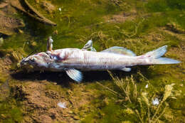 Image of channel catfish