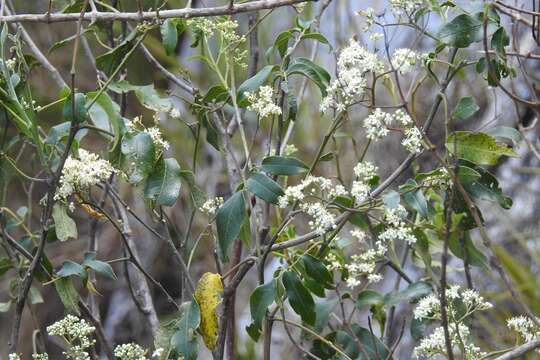 Слика од Psychopterys multiflora (Nied.) W. R. Anderson & S. Corso