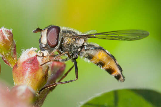 Image de <i>Lapposyrphus lapponicus</i>