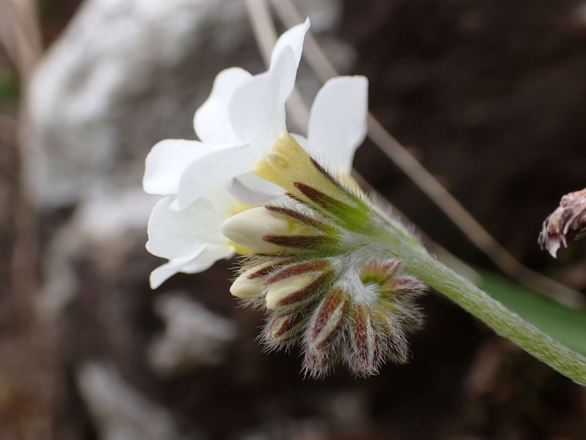 Imagem de Myosotis lytteltonensis (Laing & A. Wall) de Lange