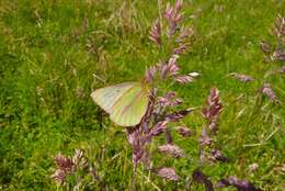 Image of Colias dimera Doubleday 1847