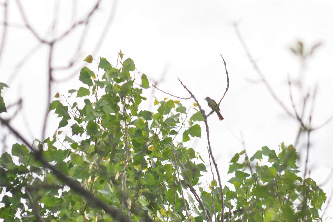 Image of Great Crested Flycatcher