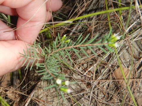 Image of Homoranthus virgatus A. Cunn. ex Schau.