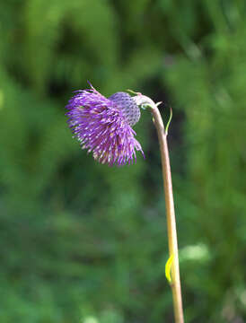 Image of Cirsium sieboldii Miq.