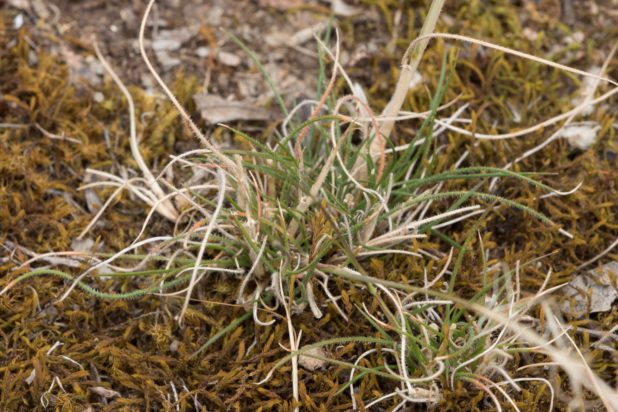 Image of Austrostipa scabra subsp. falcata (Hughes) S. W. L. Jacobs & J. Everett