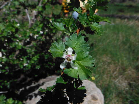 Image of whitestem gooseberry