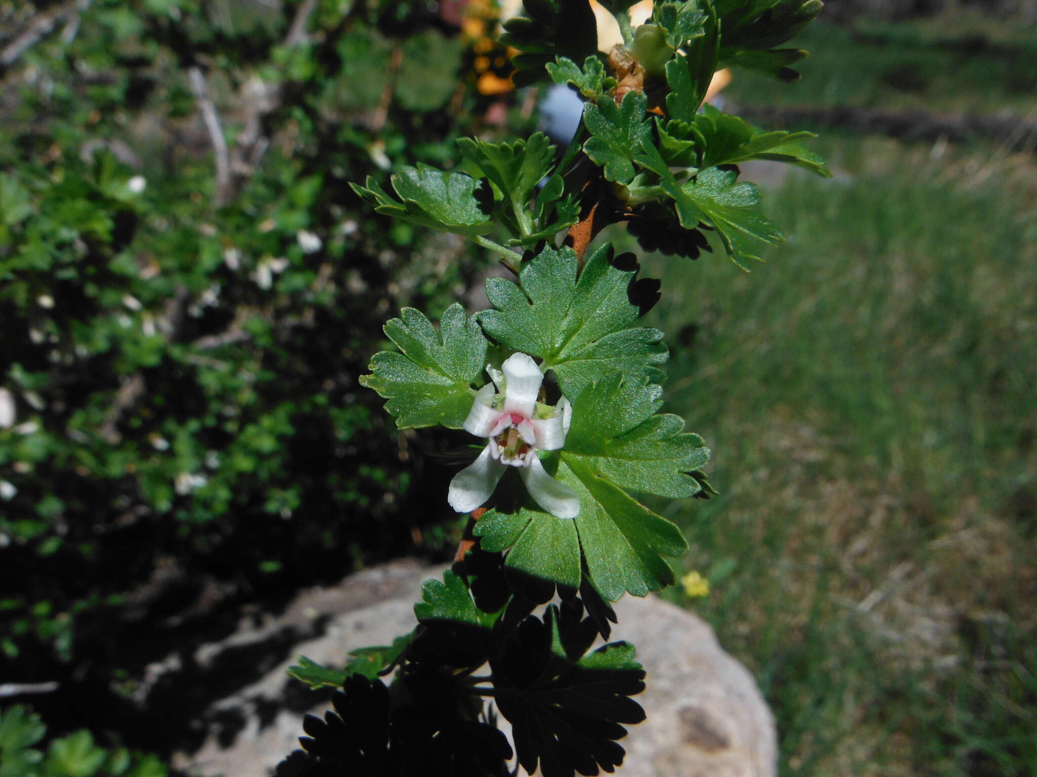 Image of whitestem gooseberry