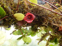 Image of Sphyrospermum dissimile (S. F. Blake) J. L. Luteyn