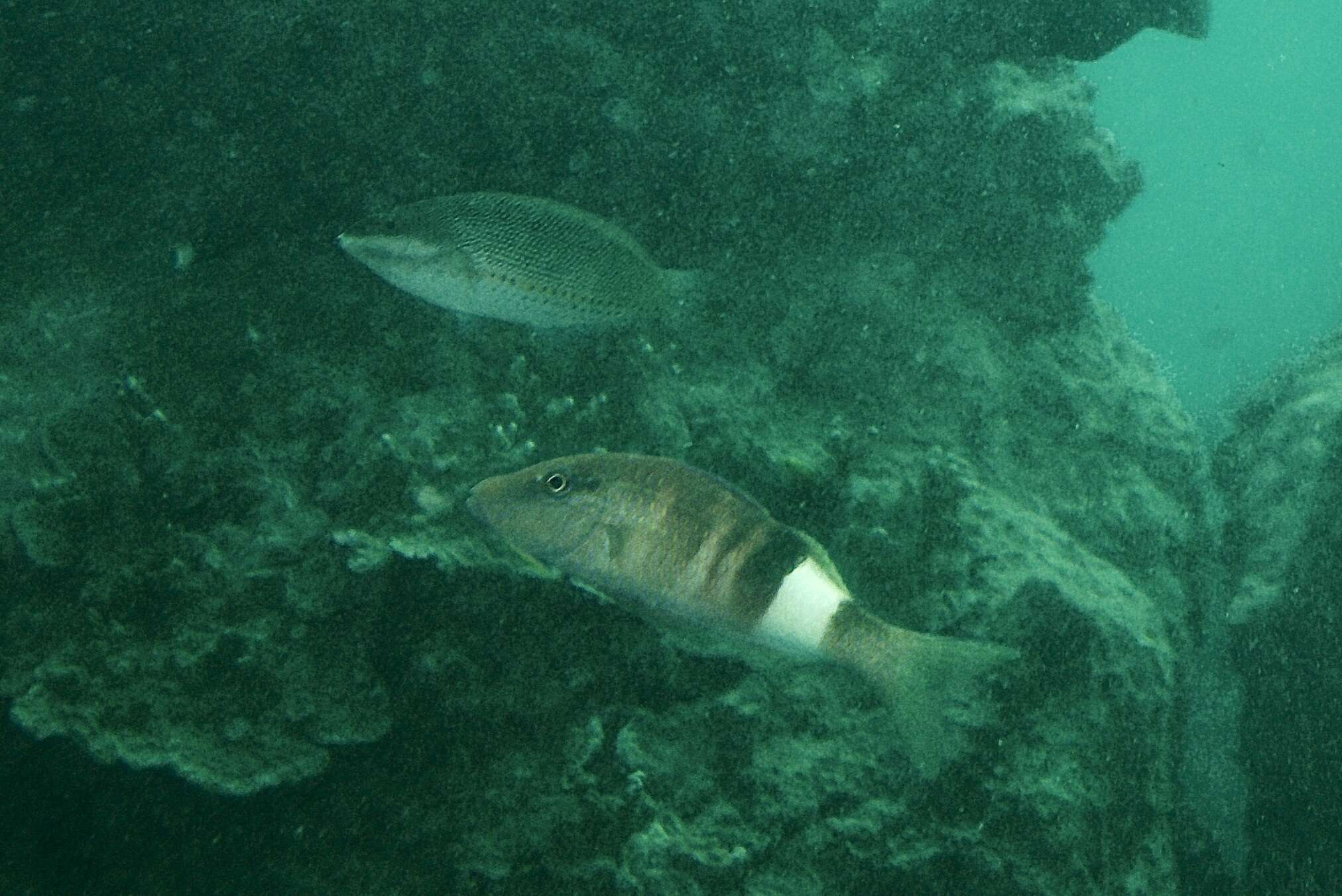 Image of Blue-ribbon wrasse