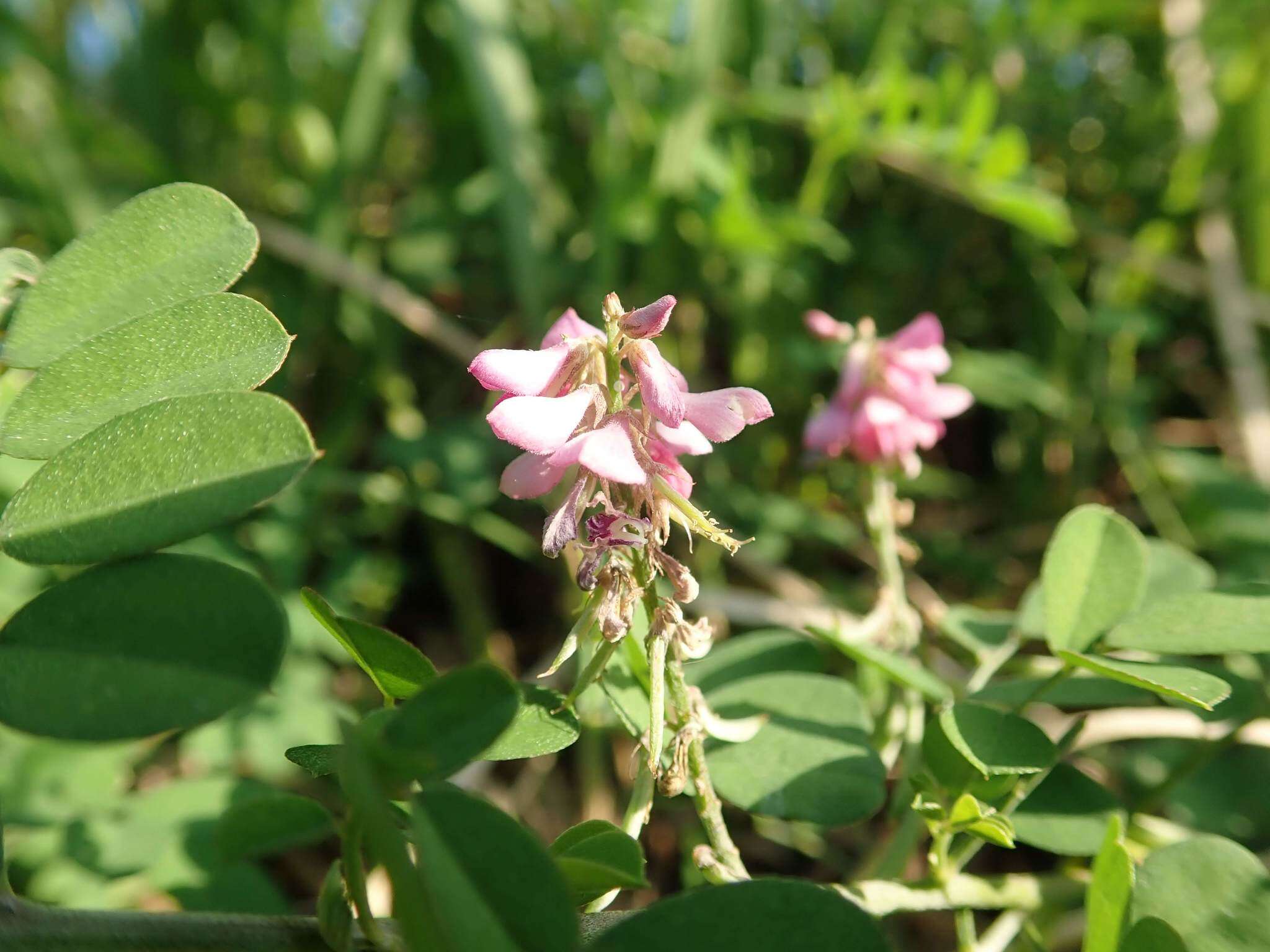 Image de Indigofera pseudotinctoria Matsum.