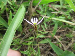 Imagem de Lobelia chinensis Lour.