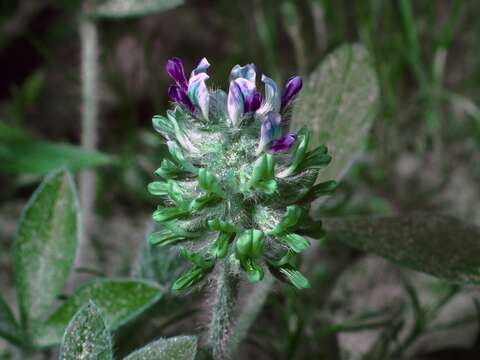 Imagem de Psoralea subulata Bush