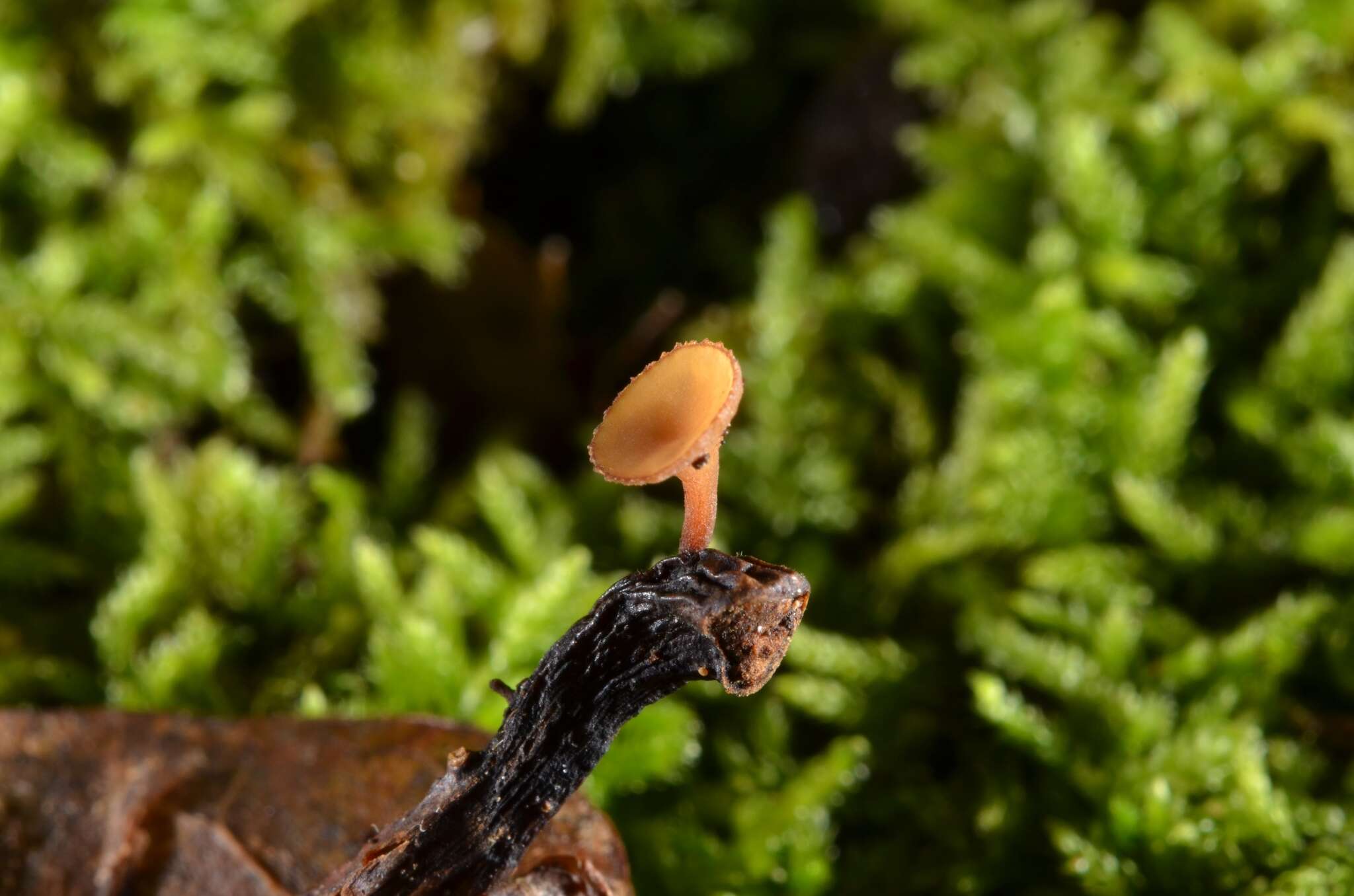 Image of Rutstroemia sydowiana (Rehm) W. L. White 1941