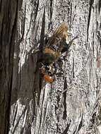 صورة Laphria columbica Walker 1866