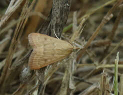 Image of Garden Webworm Moth