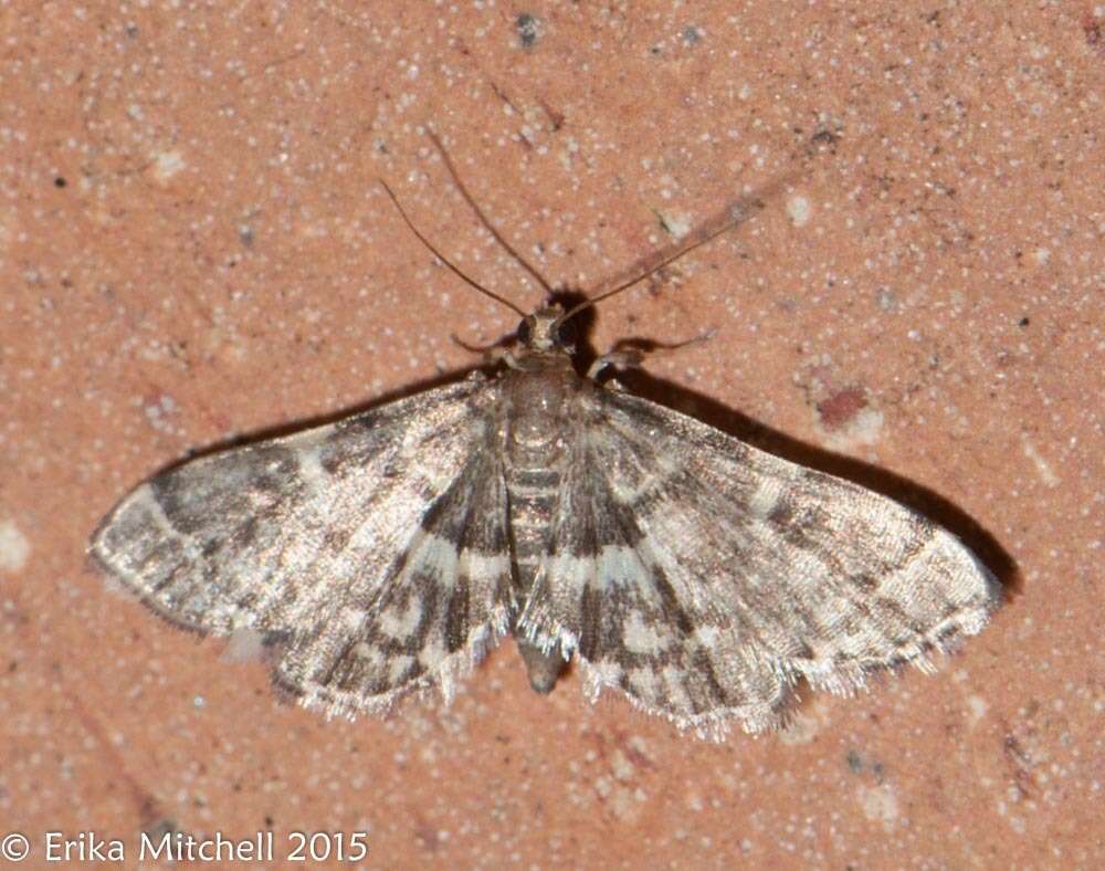 Image of Yellow-spotted Webworm Moth