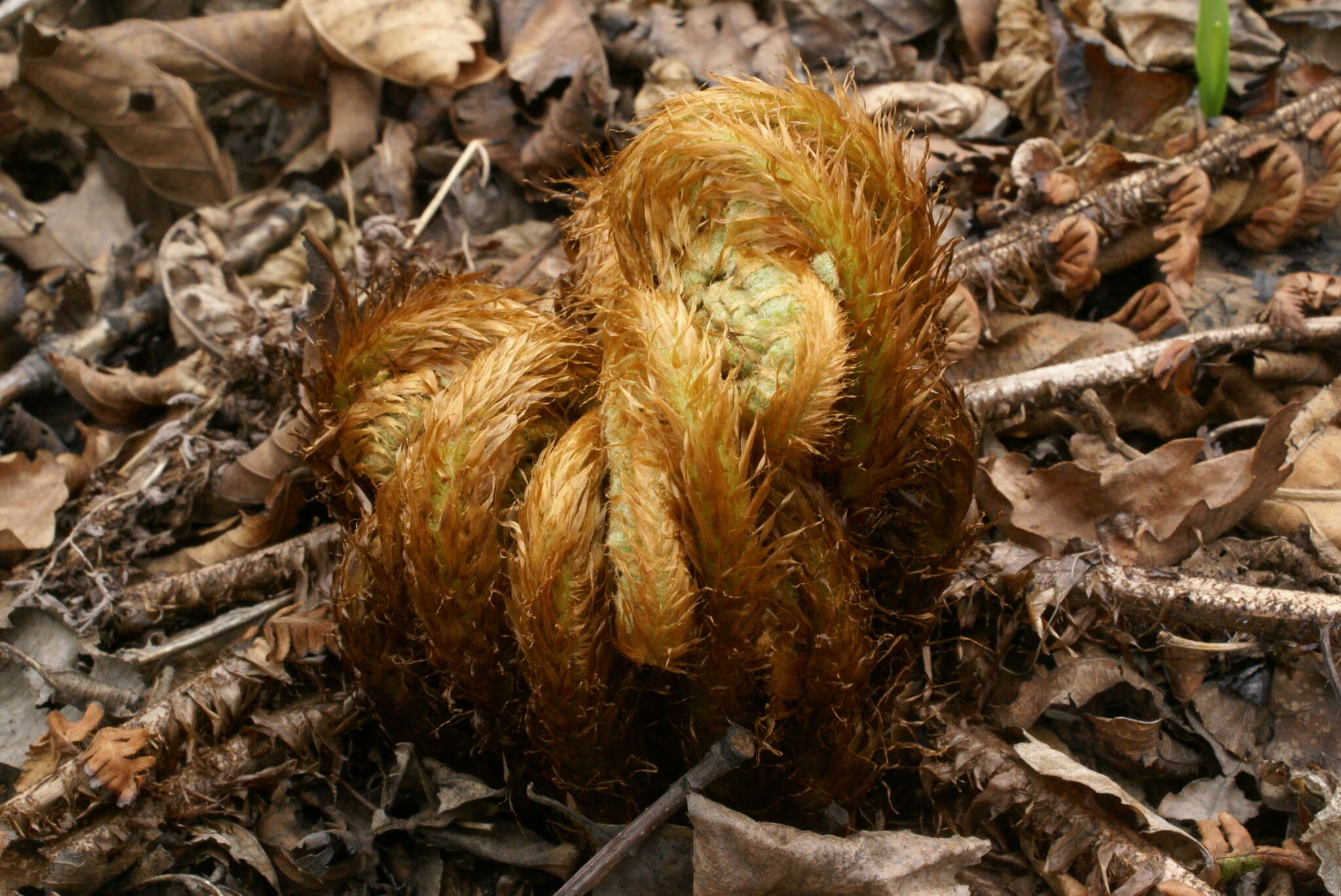 Image of Dryopteris crassirhizoma Nakai