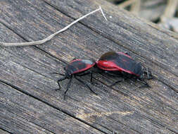 صورة <i>Largus rufipennis</i>