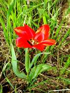 Image of Tulipa fosteriana W. Irving