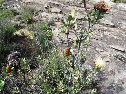 Image of clanwilliam sugarbush