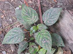 Hypoestes phyllostachya Baker resmi