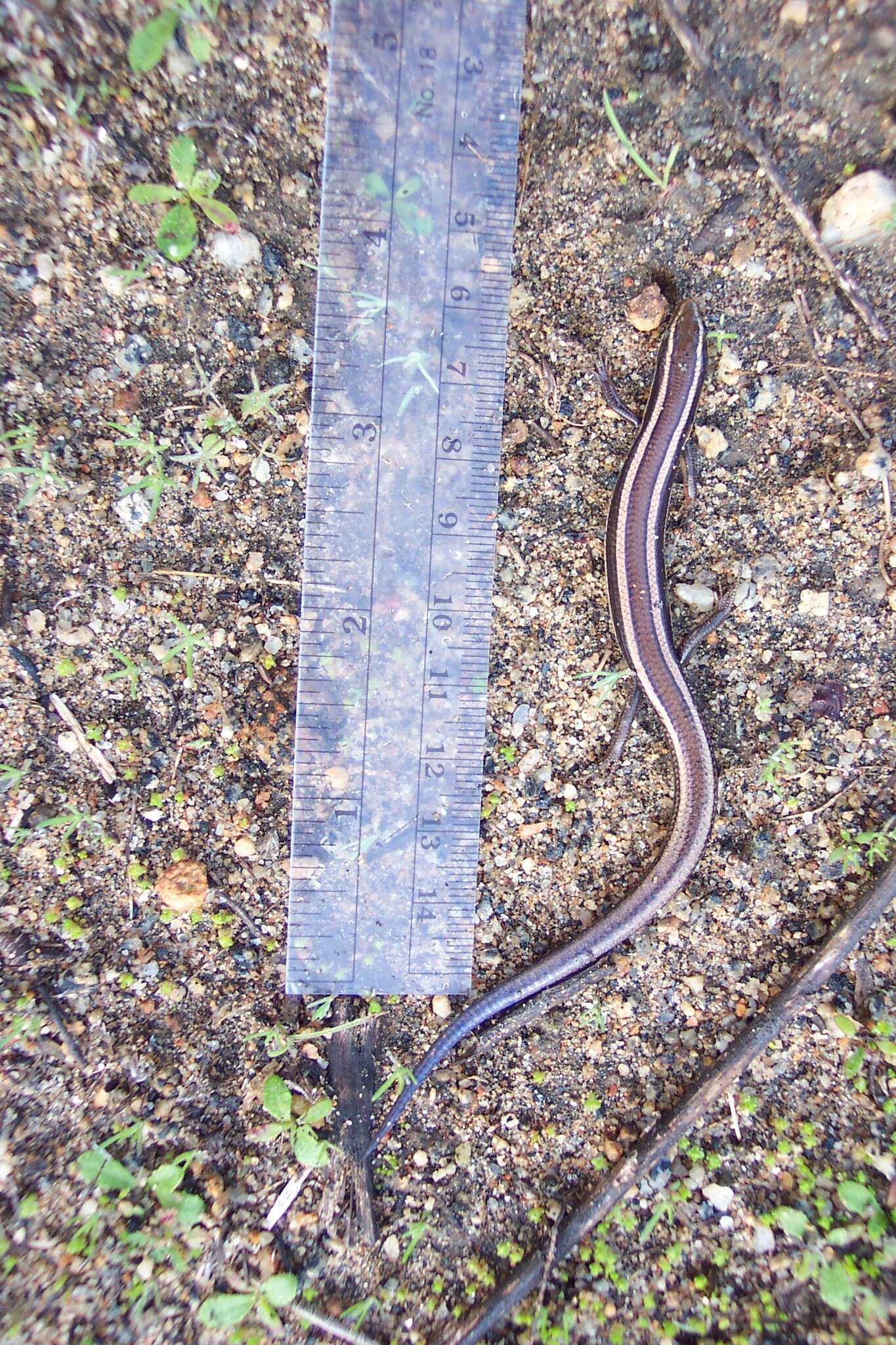 Image of Common Western Skink