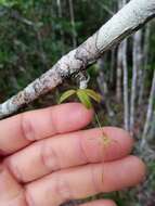 صورة Angraecum rhynchoglossum Schltr.