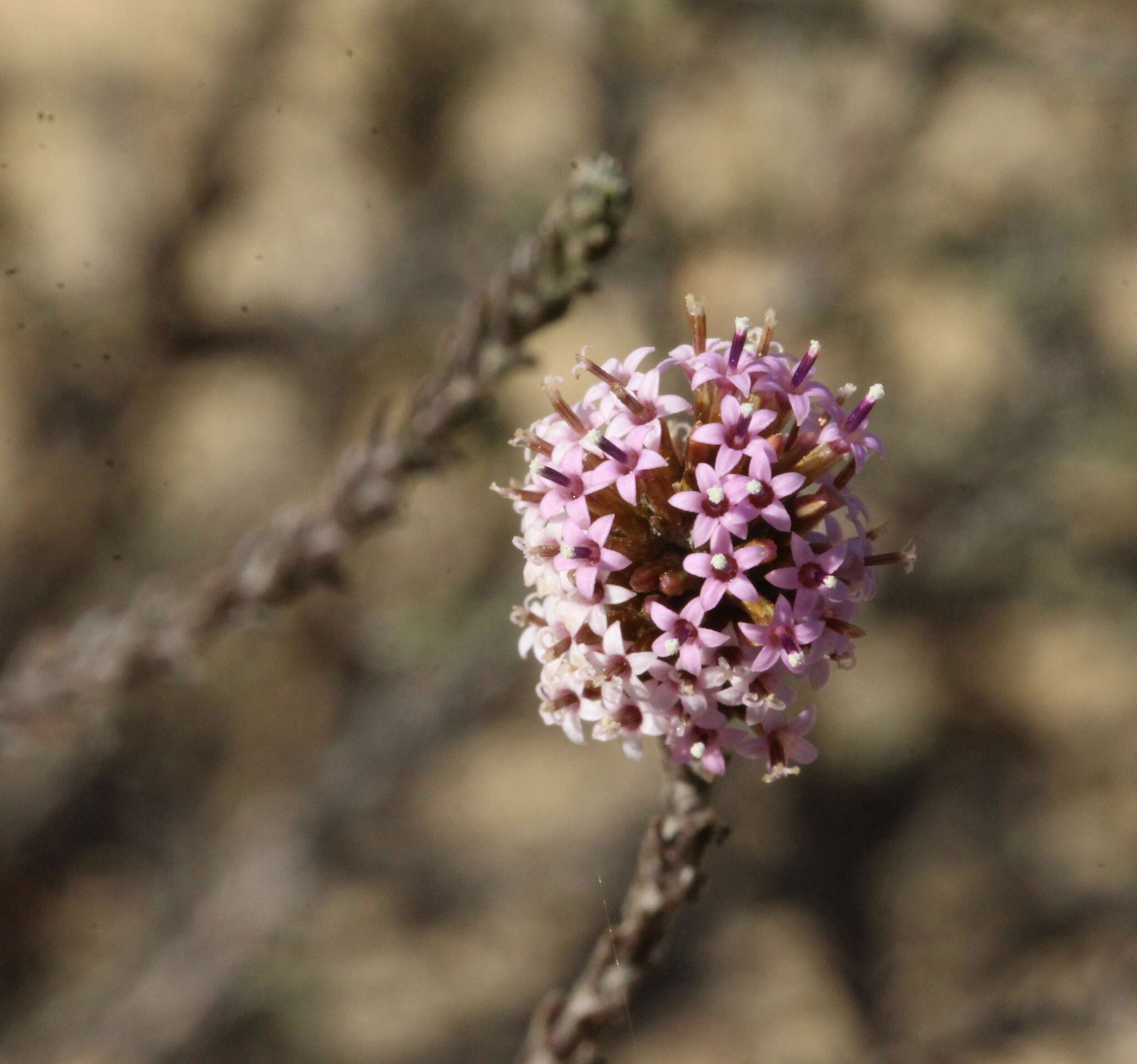 Image of Stoebe capitata Berg.