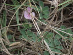 Image of Tephrosia obovata Merr.