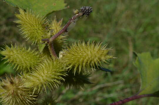 Imagem de Xanthium orientale L.