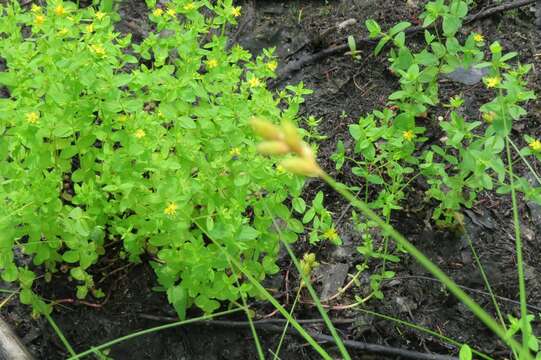 Image of northern St. Johnswort