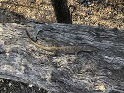 Image of Varanus tristis orientalis Fry 1913